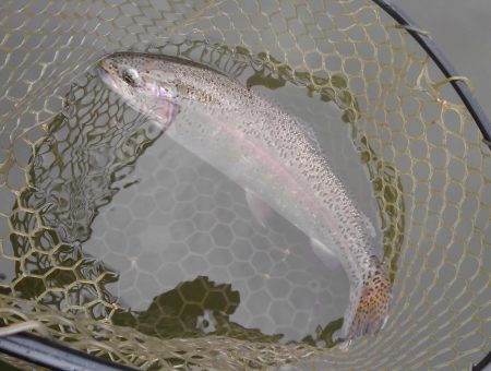 大安トラウトレイク 釣果